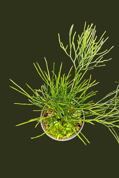 Psilotum nudum – Whisk Fern