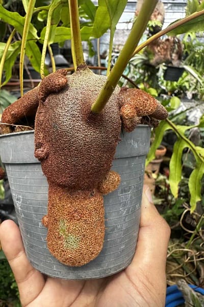 Lecanopteris sp. – Ant Fern