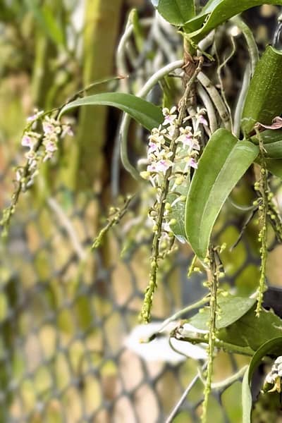 Saccolabiopsis pusilla