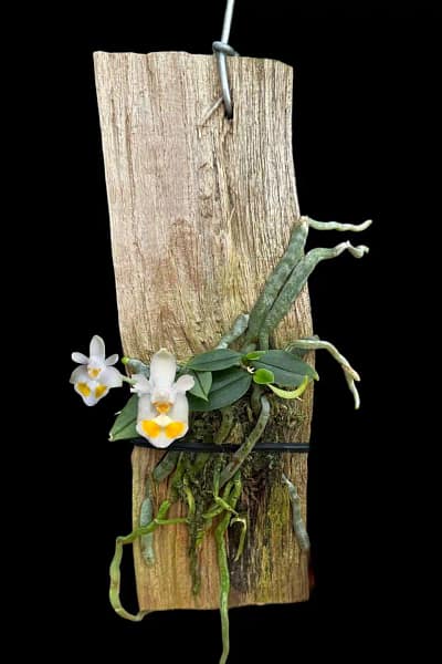 phalaenopsis gibbosa