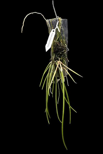 oncidium trichocentrum stacyi