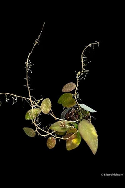 Hoya caudata var.sumatra