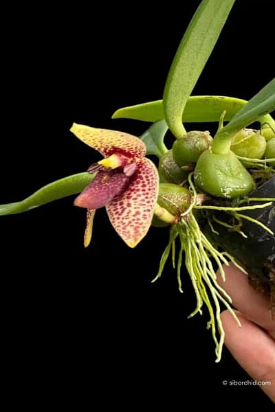 bulbophyllum disciflorum