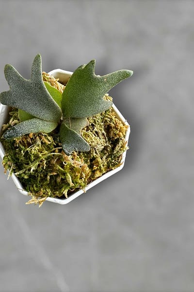 Platycerium willinckii
