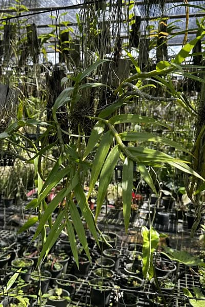 Dendrobium crepidatum