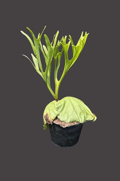 Platycerium ridleyi Pakarang