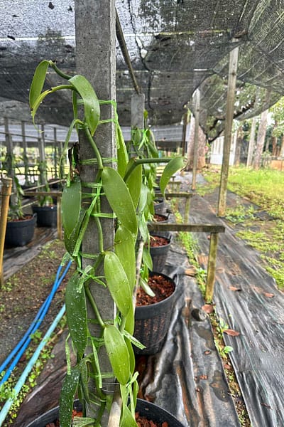 Vanilla planifolia Plant for grow