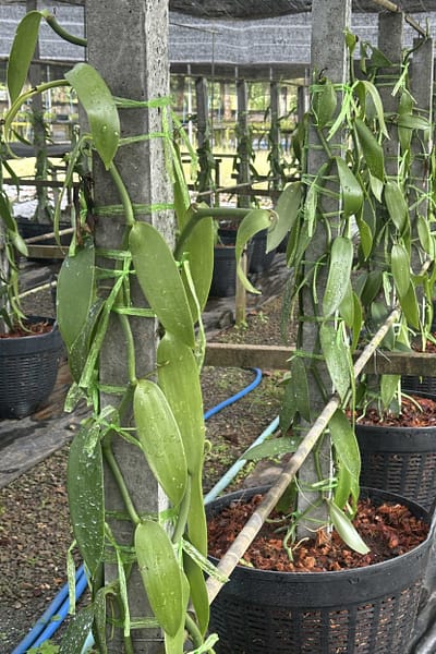 Vanilla planifolia Plant for grow