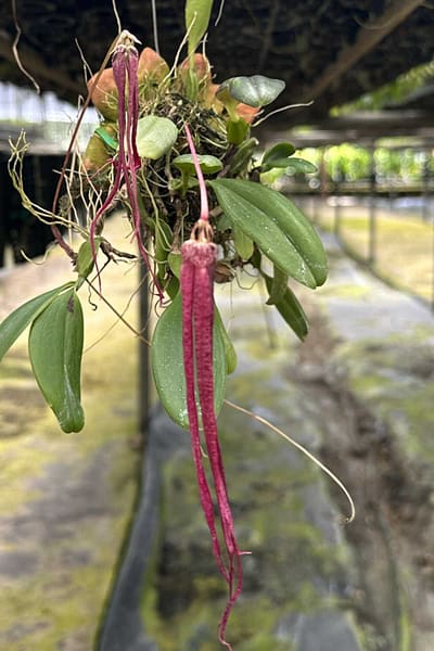 Bulbophyllum plumatum