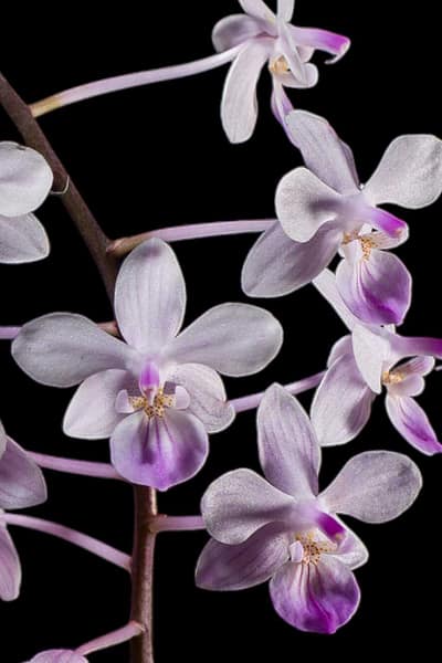 Phalaenopsis lindenii