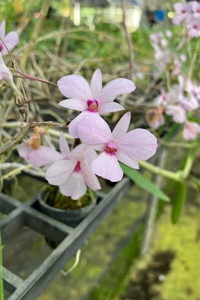Dendrobium fytchianum Pink (Rare Color)