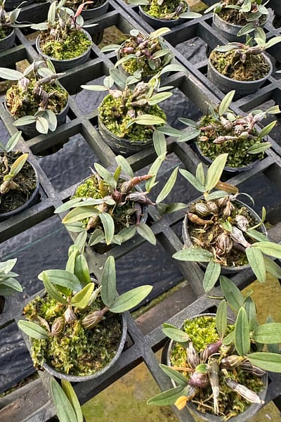 Dendrobium fuscifaucium