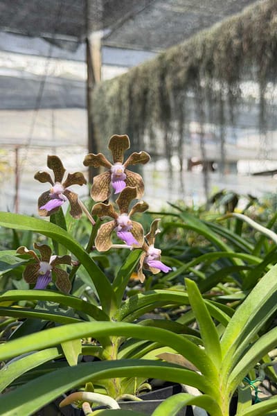 Vanda tessellata sb orchid for sale