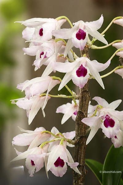 dendrobium transparens