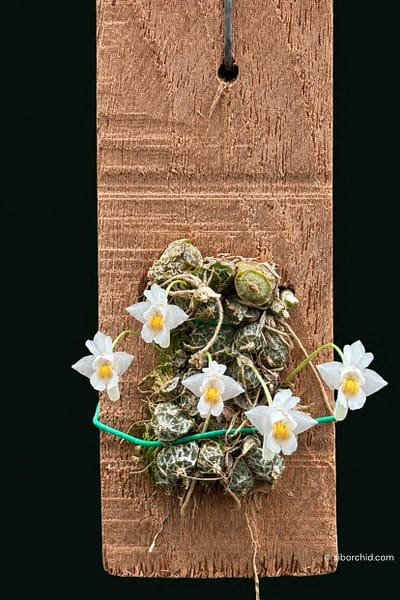 Dendrobium extinctorium