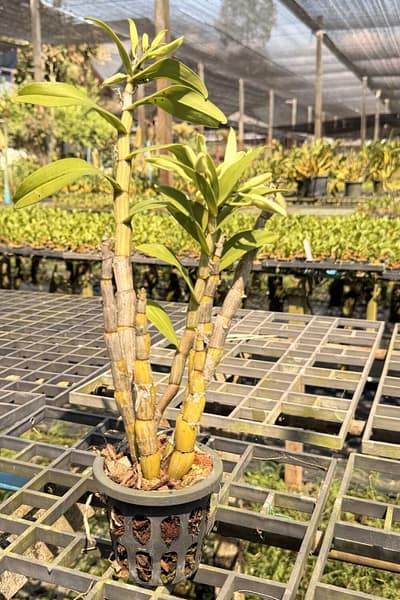 Dendrobium draconis – Rare Pendant Species Orchid