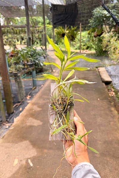 dendrobium transparens