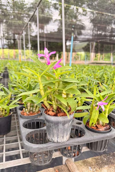 Dendrobium Rainbow Dance (Hybrid)