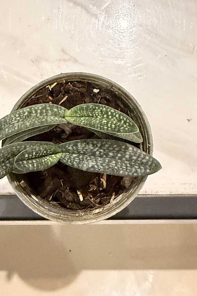 Paphiopedilum micranthum