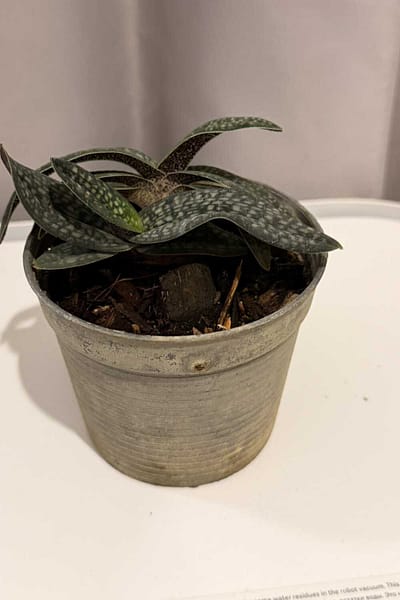 Paphiopedilum micranthum