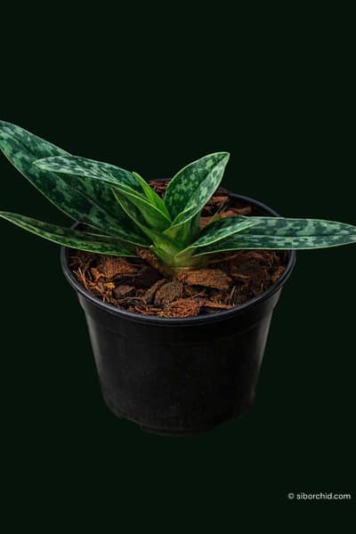 Paphiopedilum sukhakulii