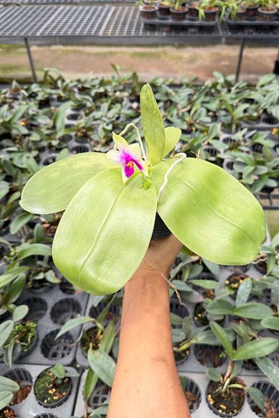 Phalaenopsis bellina,