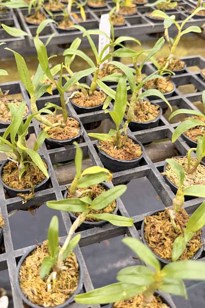 Dendrobium cruentum