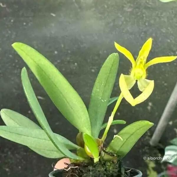 Bulbophyllum lasiochilum alba