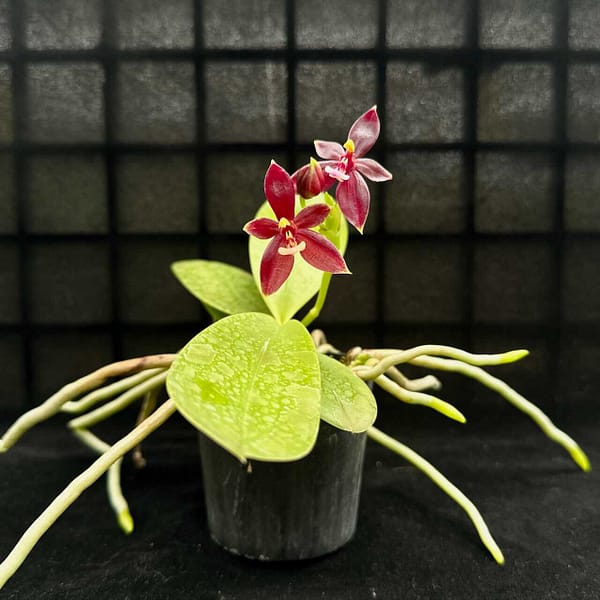 Phalaenopsis cornu-cervi ‘Red: Care guide orchid from Gallery Blog