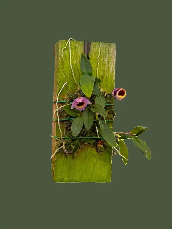 Dendrobium fuscifaucium