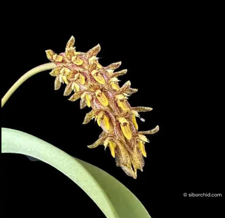 Bulbophyllum crassipes