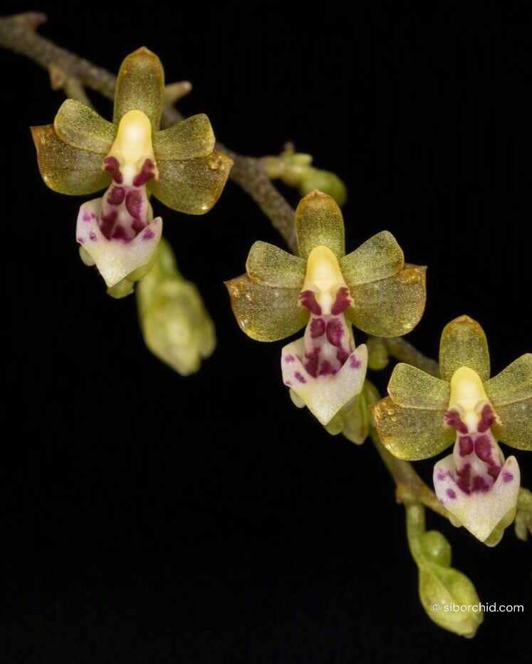 Phalaenopsis mirabilis - Phalaenopsis mirabilis