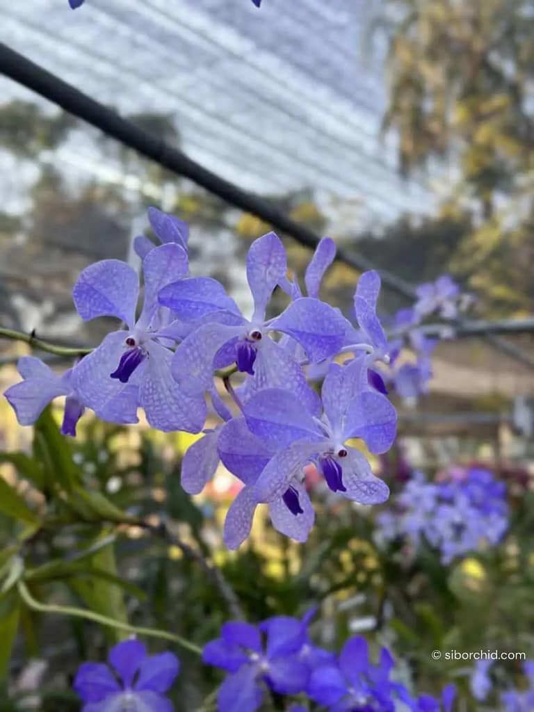 Discovering Orchids at the 2023 Show Highlights - Gallery Blog Vanda coerulea
