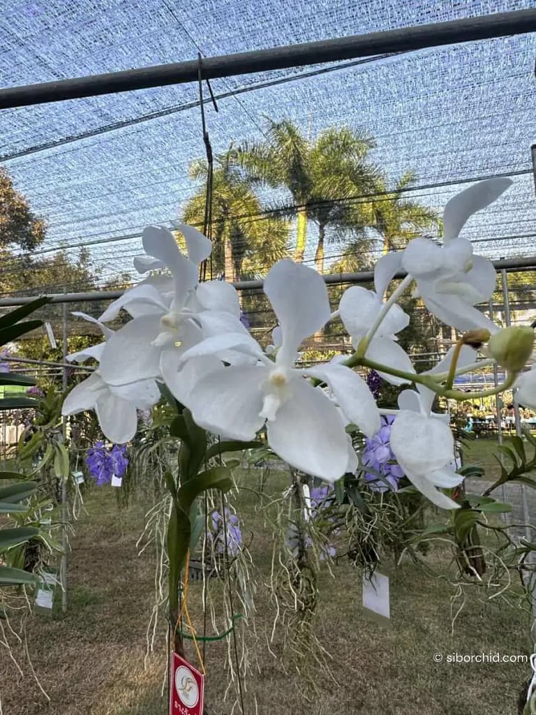 Discovering Orchids at the 2023 Show Highlights - Gallery Blog Vanda coerulea alba