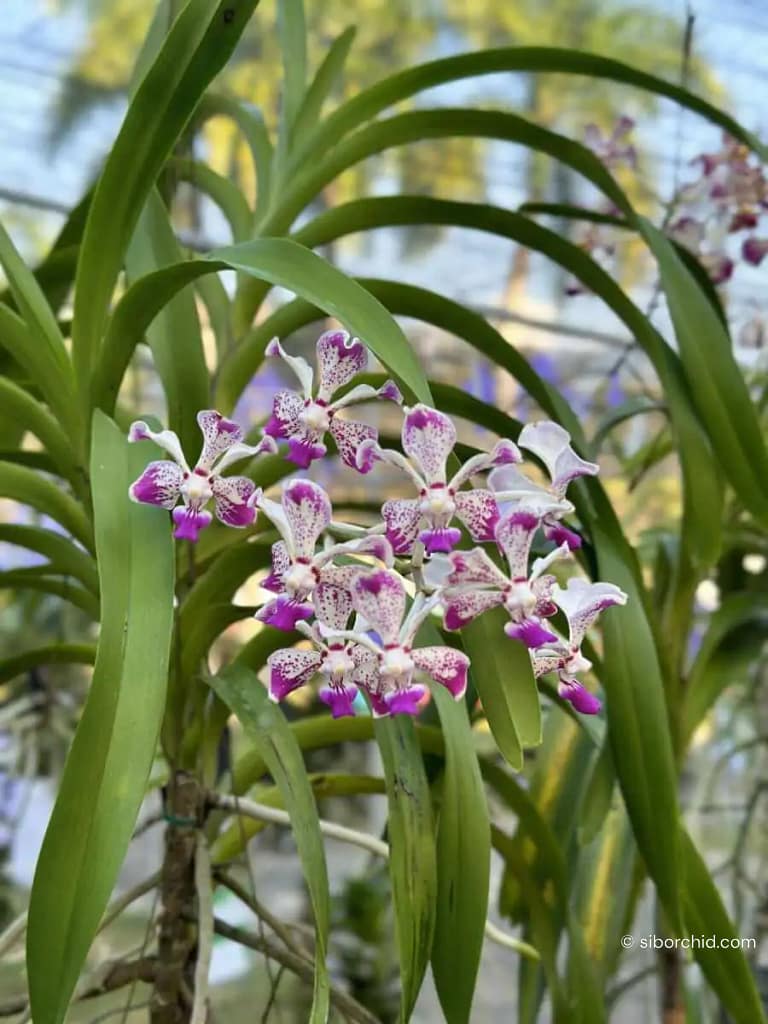 Vanda luzonica