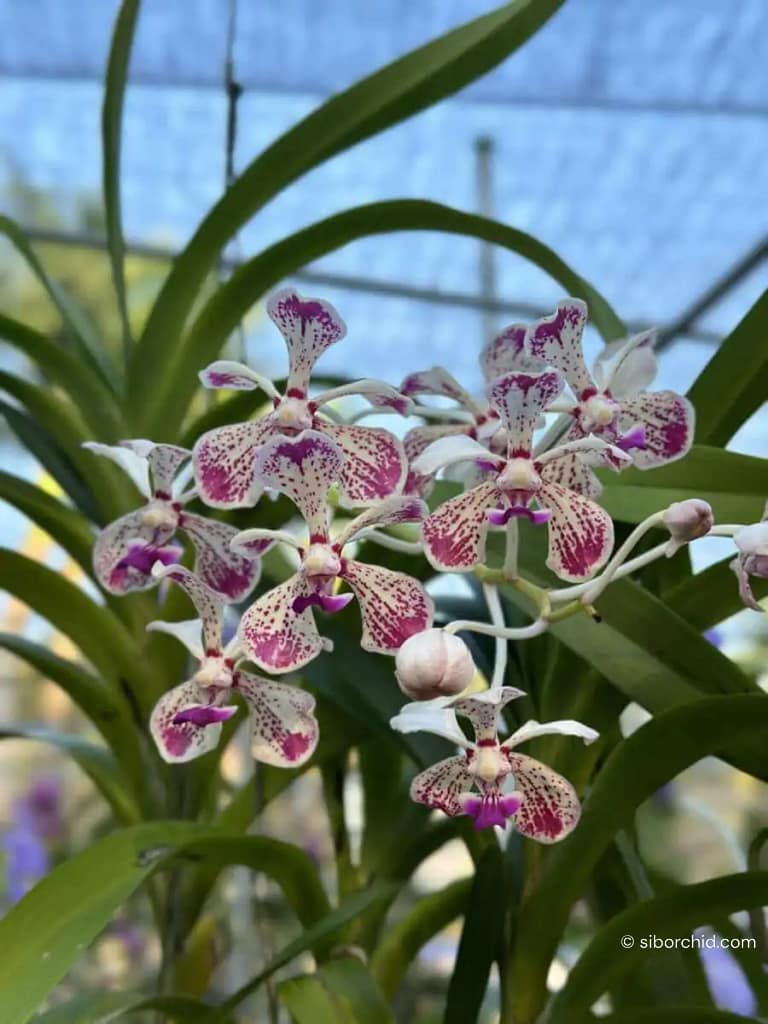 Discovering Orchids at the 2023 Show Highlights - Gallery Blog Vanda luzonica