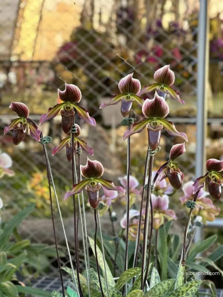 Discovering Orchids at the 2023 Show Highlights - Gallery Blog Discovering Orchids at the 2023 Show Highlights orchid from Gallery Blog