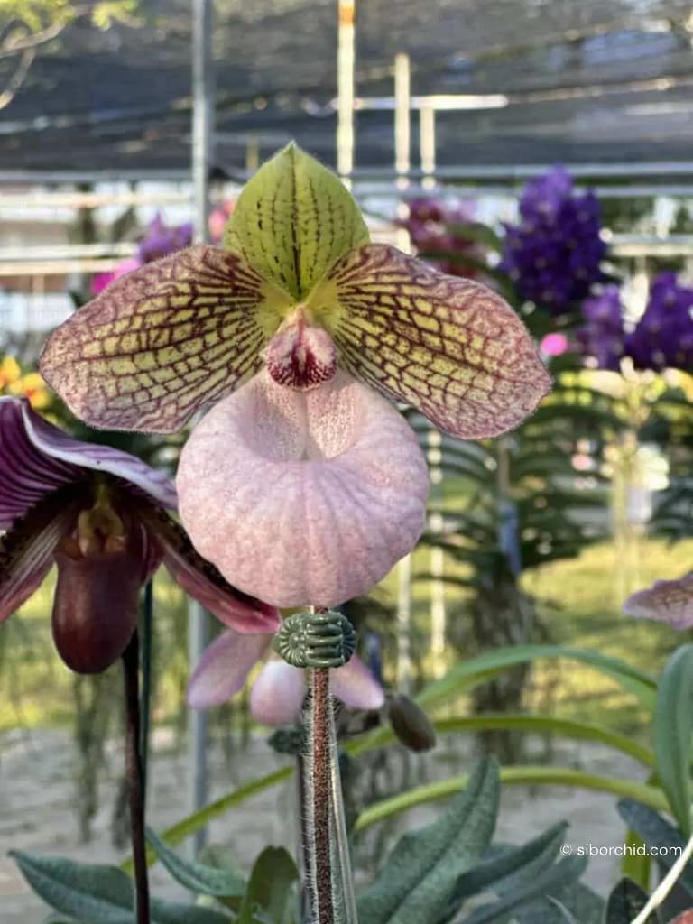 Discovering Orchids at the 2023 Show Highlights - Gallery Blog Paphiopedilum micranthum