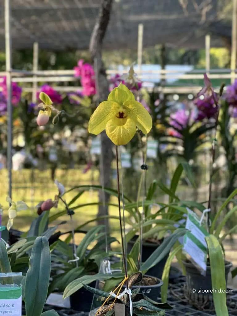Discovering Orchids at the 2023 Show Highlights - Gallery Blog Paphiopedilum armeniacum