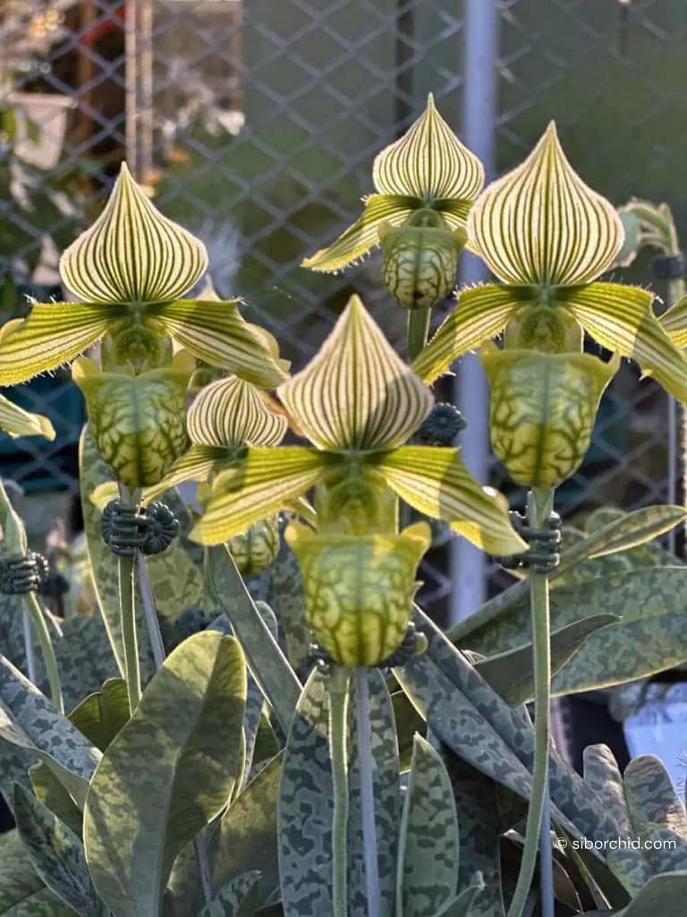 Discovering Orchids at the 2023 Show Highlights - Gallery Blog Discovering Orchids at the 2023 Show Highlights orchid from Gallery Blog