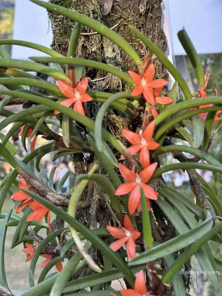 Discovering Orchids at the 2023 Show Highlights - Gallery Blog Ceratostylis retisquama