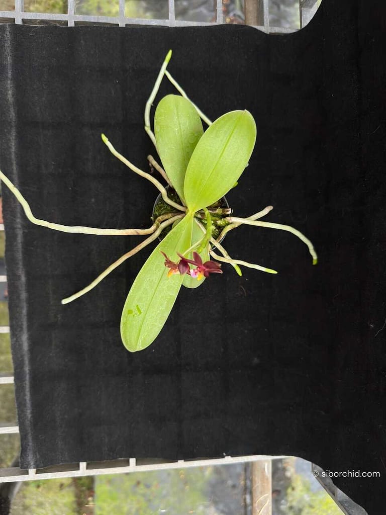 Phalaenopsis cornu-cervi ‘Red: Care guide - Gallery Blog phalaenopsis cornu-cervi red