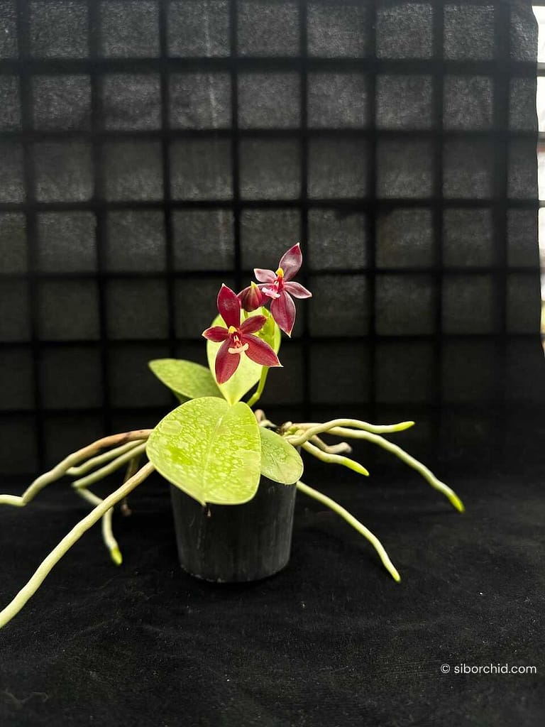 Phalaenopsis cornu-cervi ‘Red: Care guide - Gallery Blog phalaenopsis cornu-cervi red