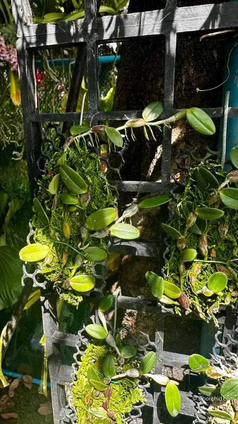 Bulbophyllum planibulbe - Bulbophyllum planibulbe