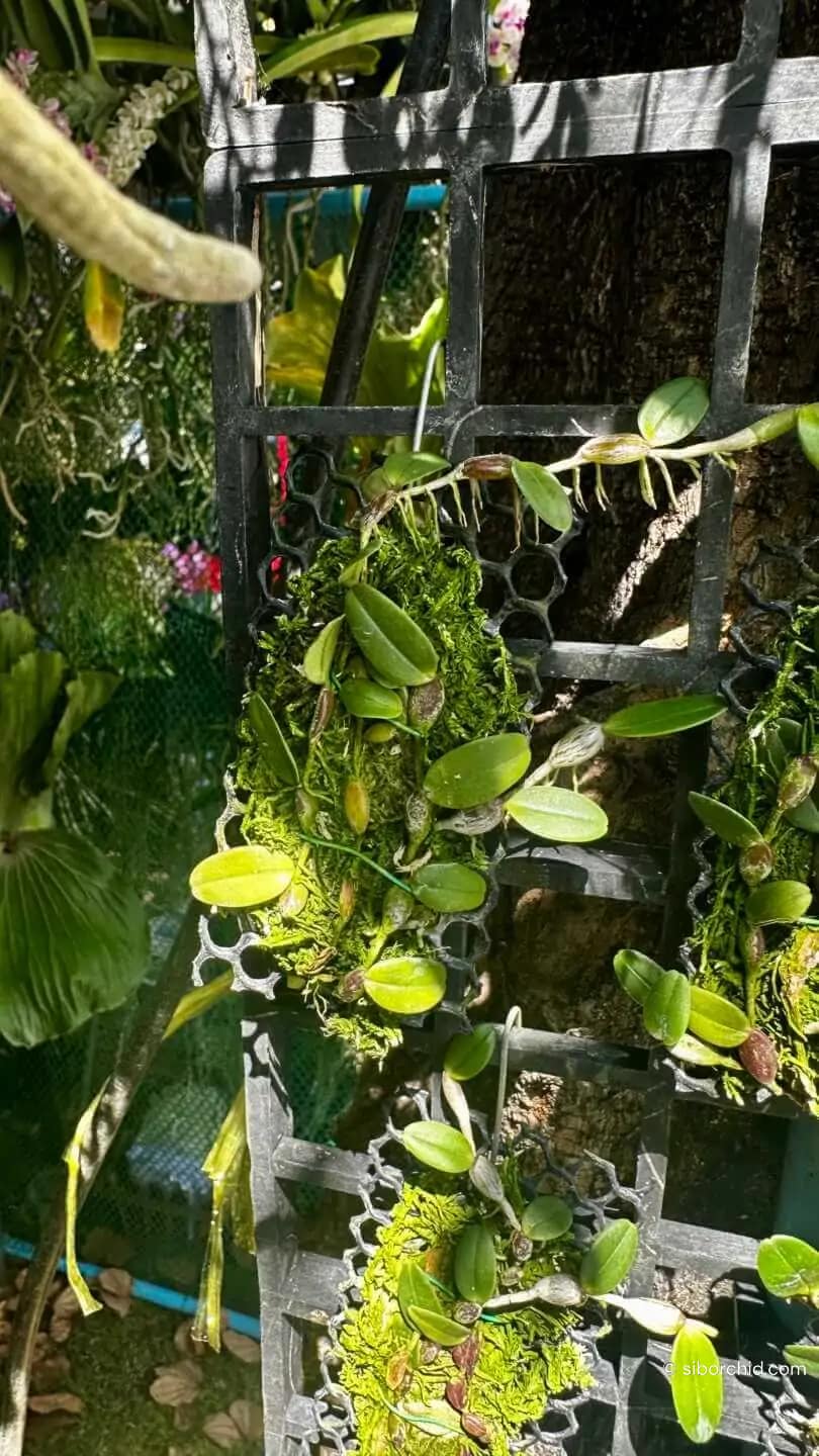 Bulbophyllum planibulbe - Bulbophyllum planibulbe