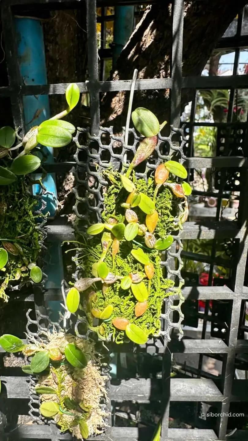 Bulbophyllum planibulbe - Bulbophyllum planibulbe