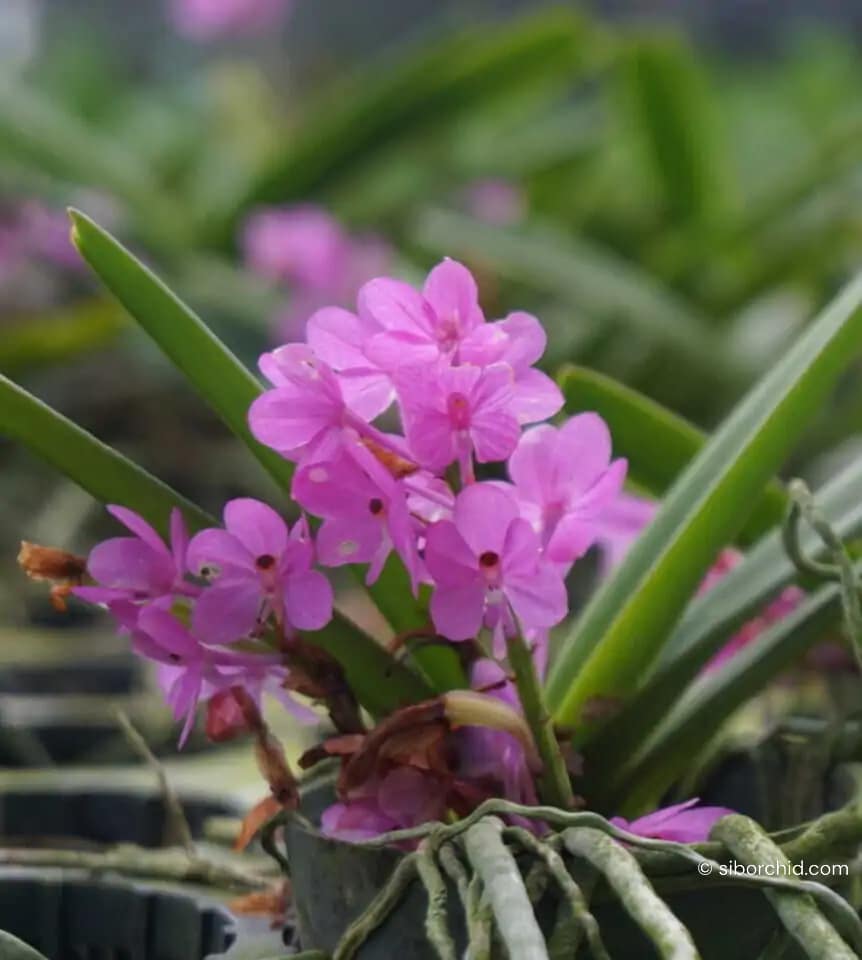Vanda ampullacea (Ascocentrum ampullaceum)