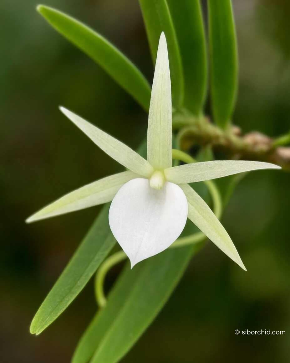 Angraecum didieri