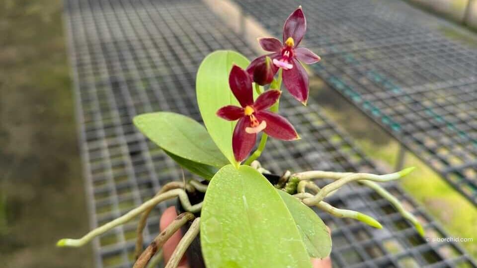 Phalaenopsis cornu-cervi ‘Red: Care guide - Gallery Blog phalaenopsis cornu-cervi red