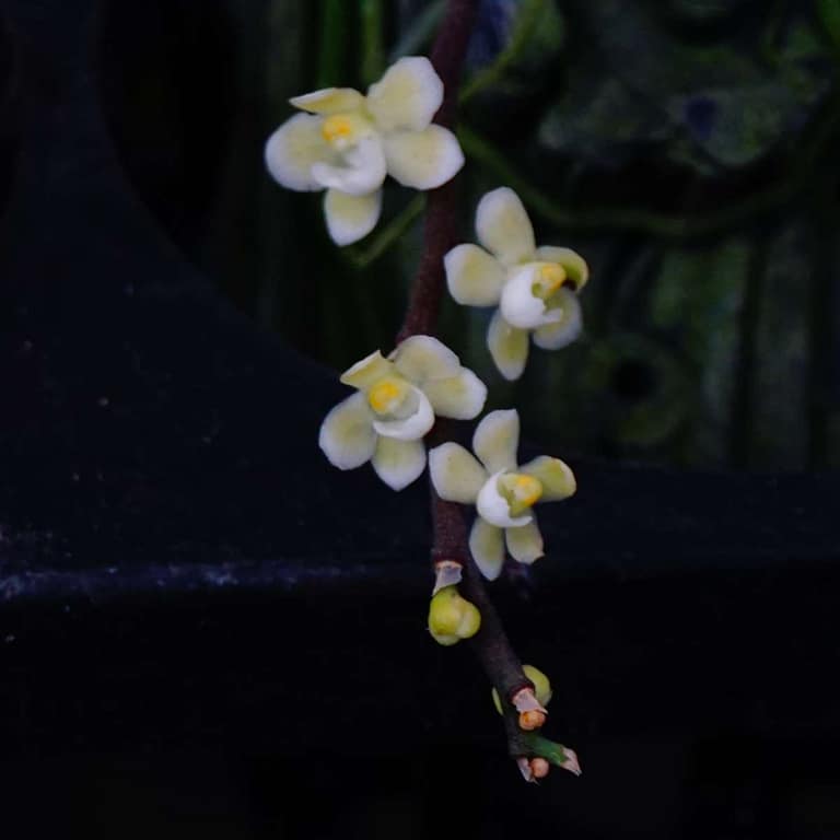Rare Orchid For Sale | Buy Exotic Orchids Online Siborchid